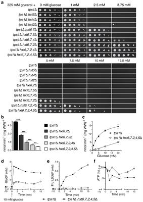 The novel family of Warbicin® compounds inhibits glucose uptake both in yeast and human cells and restrains cancer cell proliferation